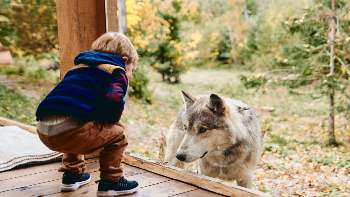 A young boy watching a wolf through a glass window at Parc Omega.