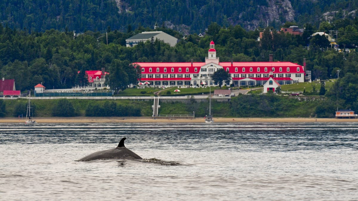 L'Hôtel Tadoussac et une baleine qui émerge de l'eau.