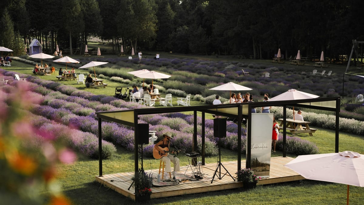 Scène musical vue de haut, avec champs de lavande et tables avec parasol en arrière-plan.