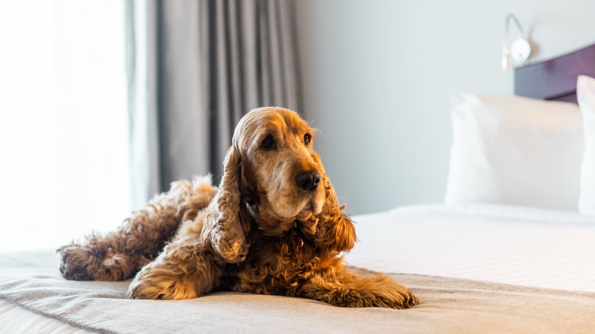 Chien sur un lit à l'Hôtel Petit Manoir du Casino.