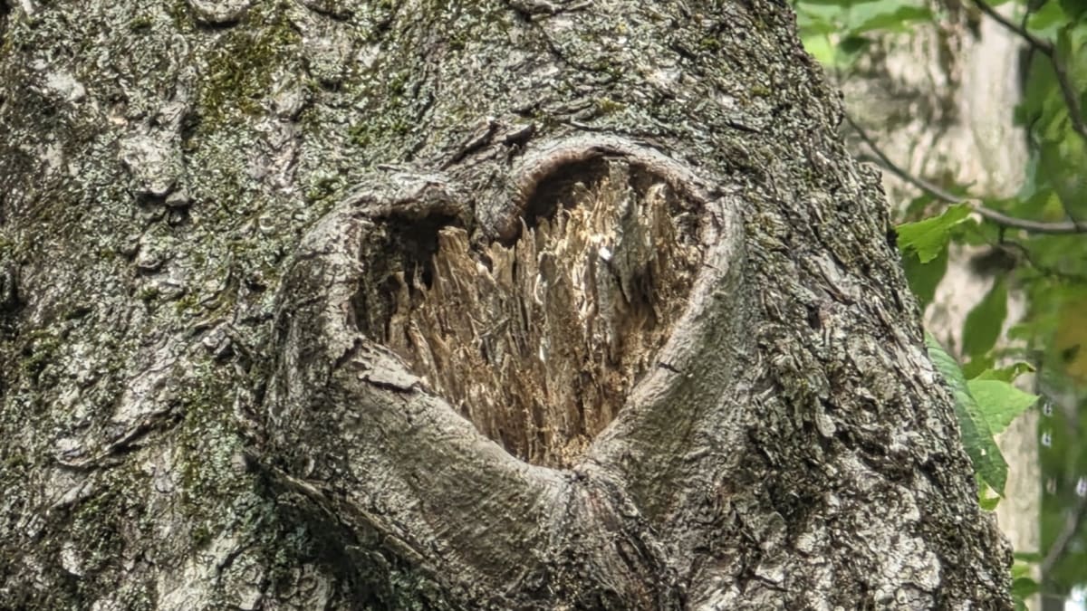 Photograph of a tree with heart-shaped bark.