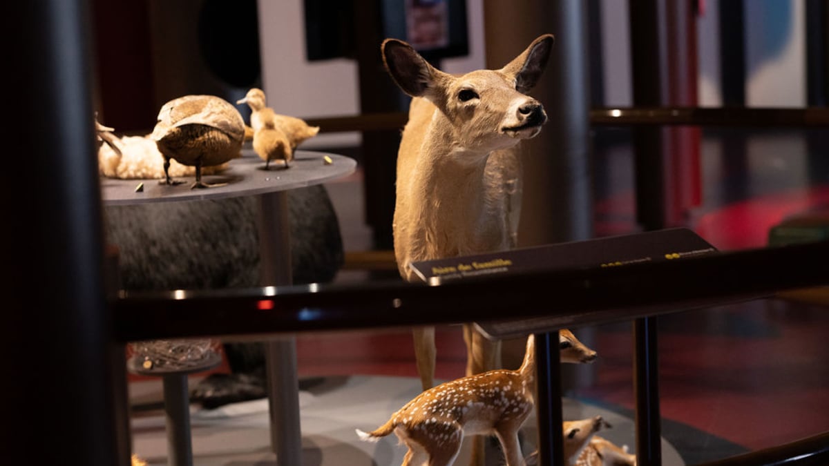 Sherbrooke Museum of Nature and Sciences