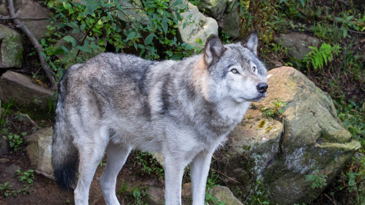 Loup gris