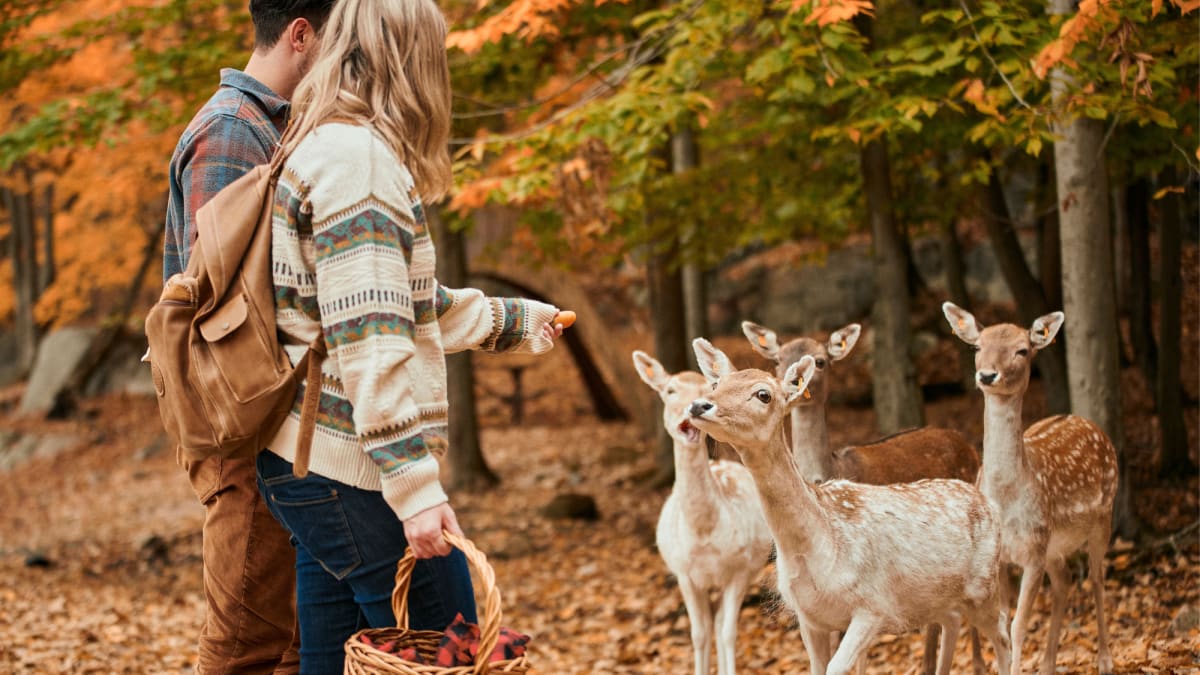 Deers at Parc Oméga.