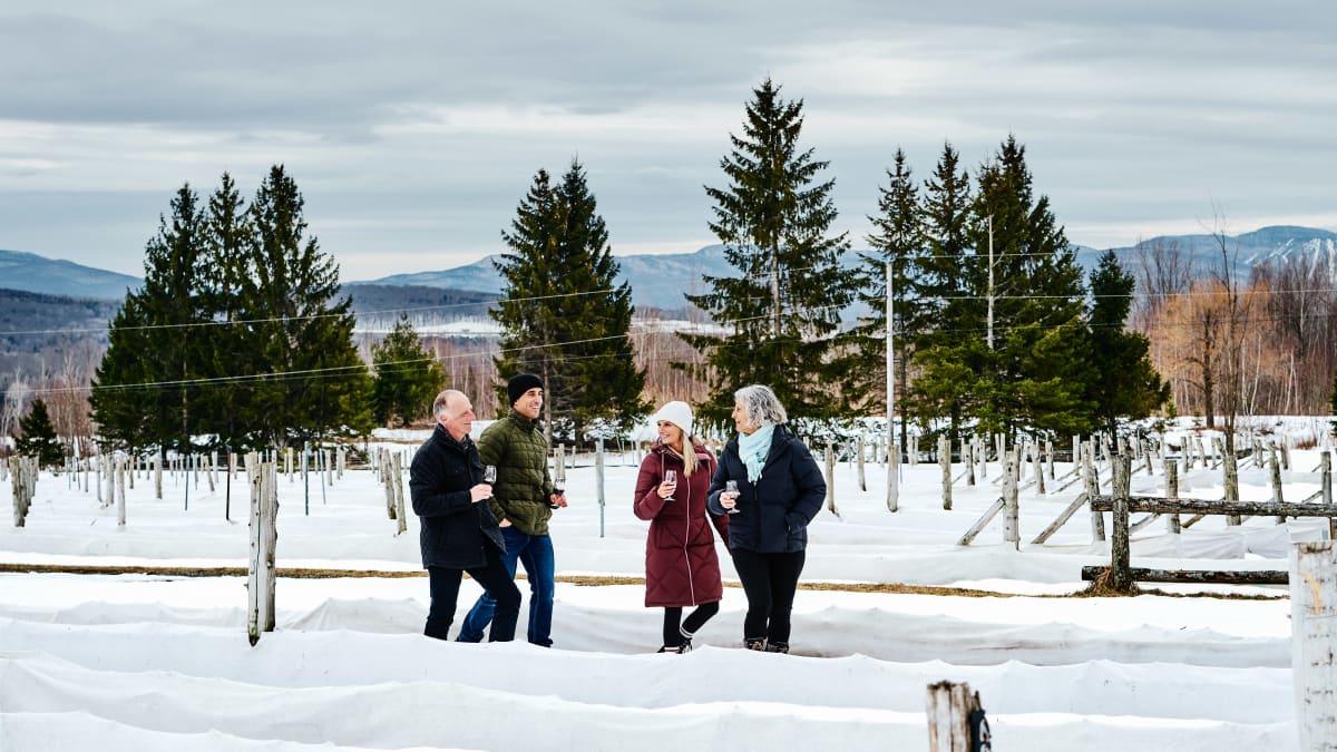 Four people walking through vineyards covered in snow.