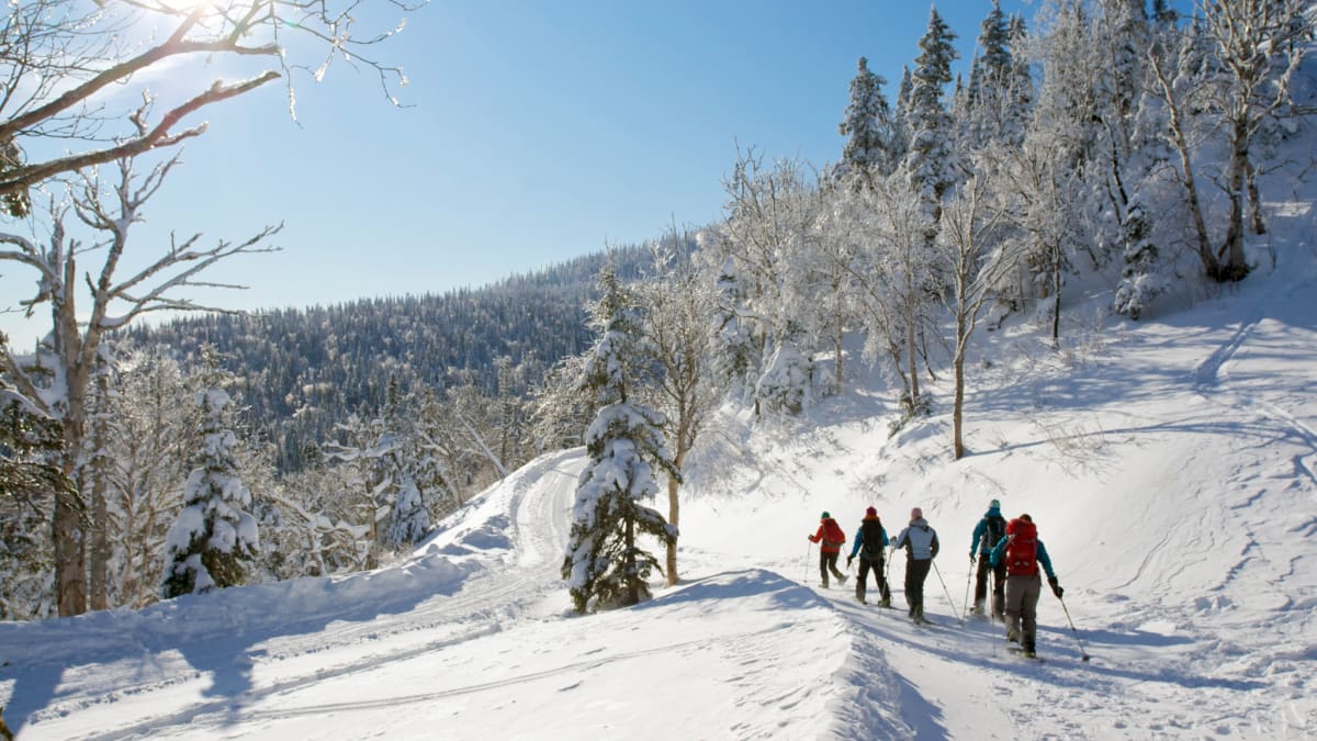 Group of 5 snowshoers in a snowy setting on a sunny day.
