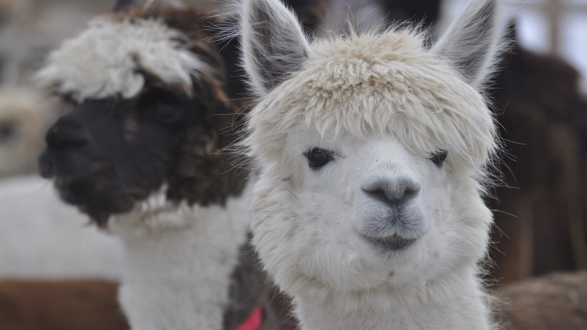Close-up of an alpaca