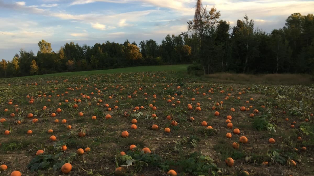 Pumpkin patch.
