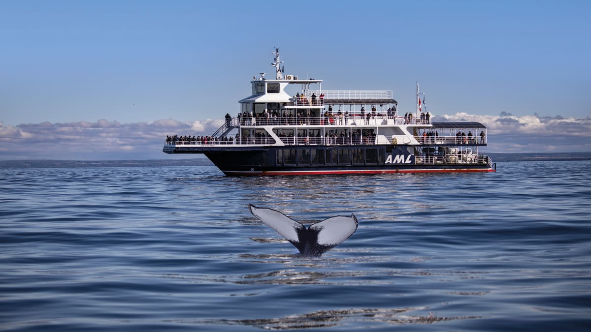 AML Cruise ship and whale tail seen above the water in the forefront.