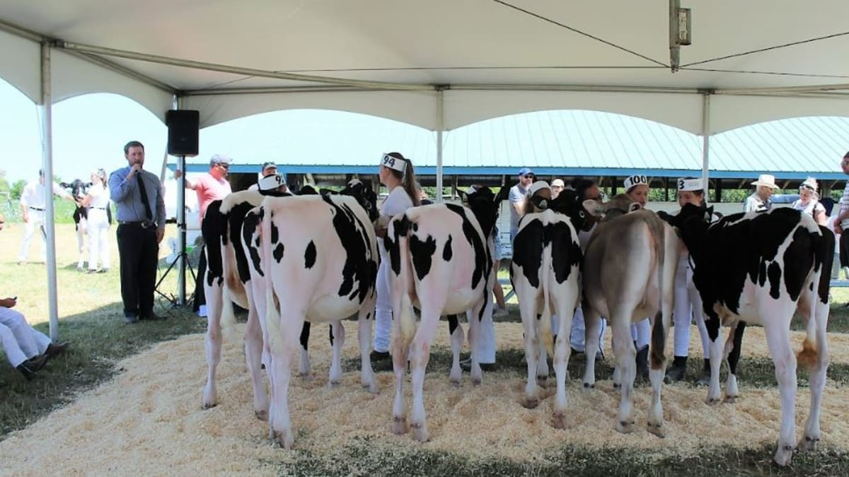 Row of cows at the exposition agricole de Calixa-Lavallée
