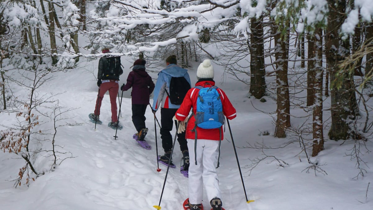 Four people, seen from the back, snowshoeing on a forest trail covered in heavy snow.