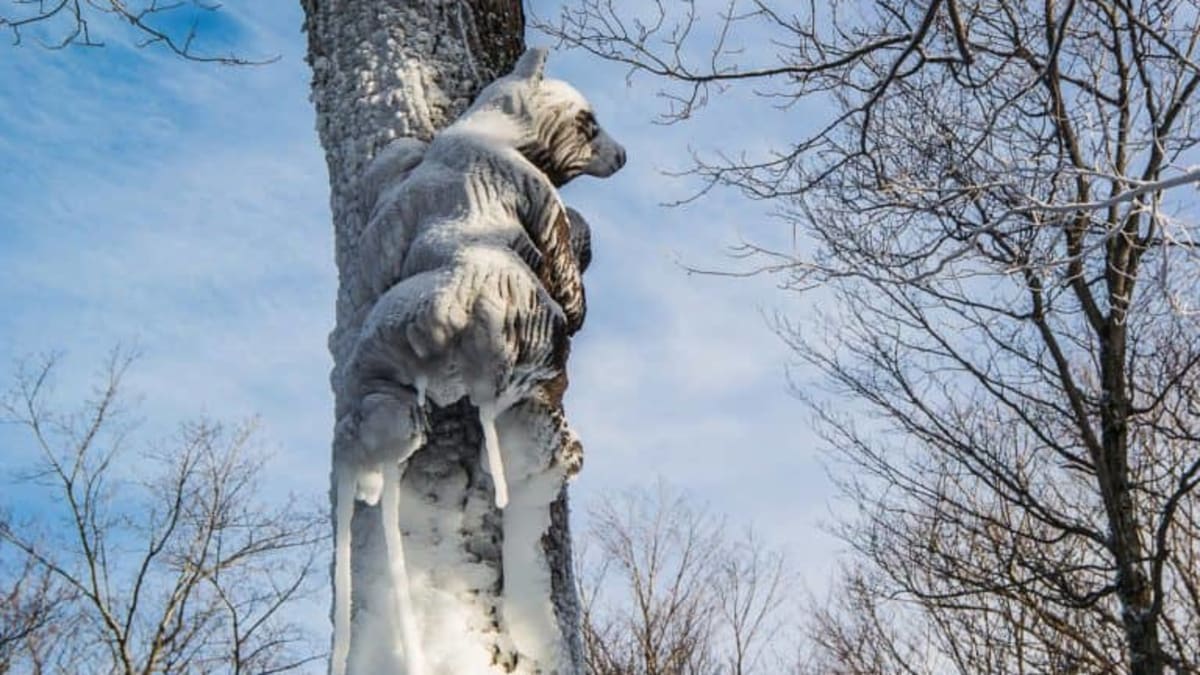 Bear cub sculpture at Mont SUTTON by Daniel Haché