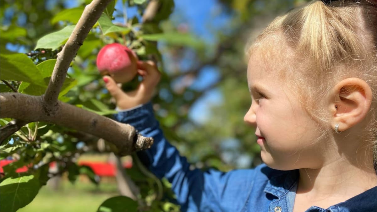 Little girl picking an apple in an orchard.