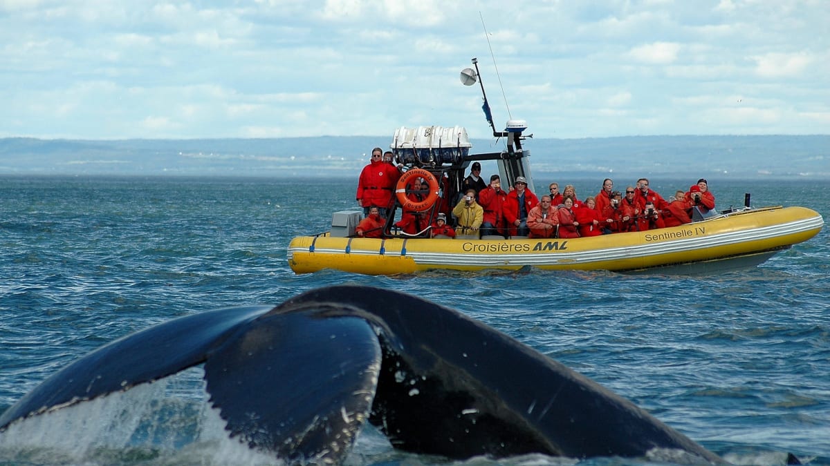 Zodiac full of passengers watching a whale's tail emerge from the water.