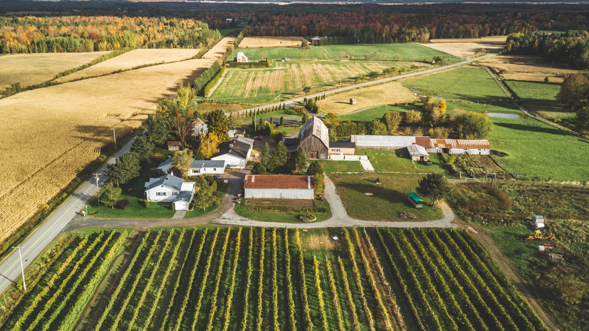 Champs de raisin, paysage rural et vignoble.