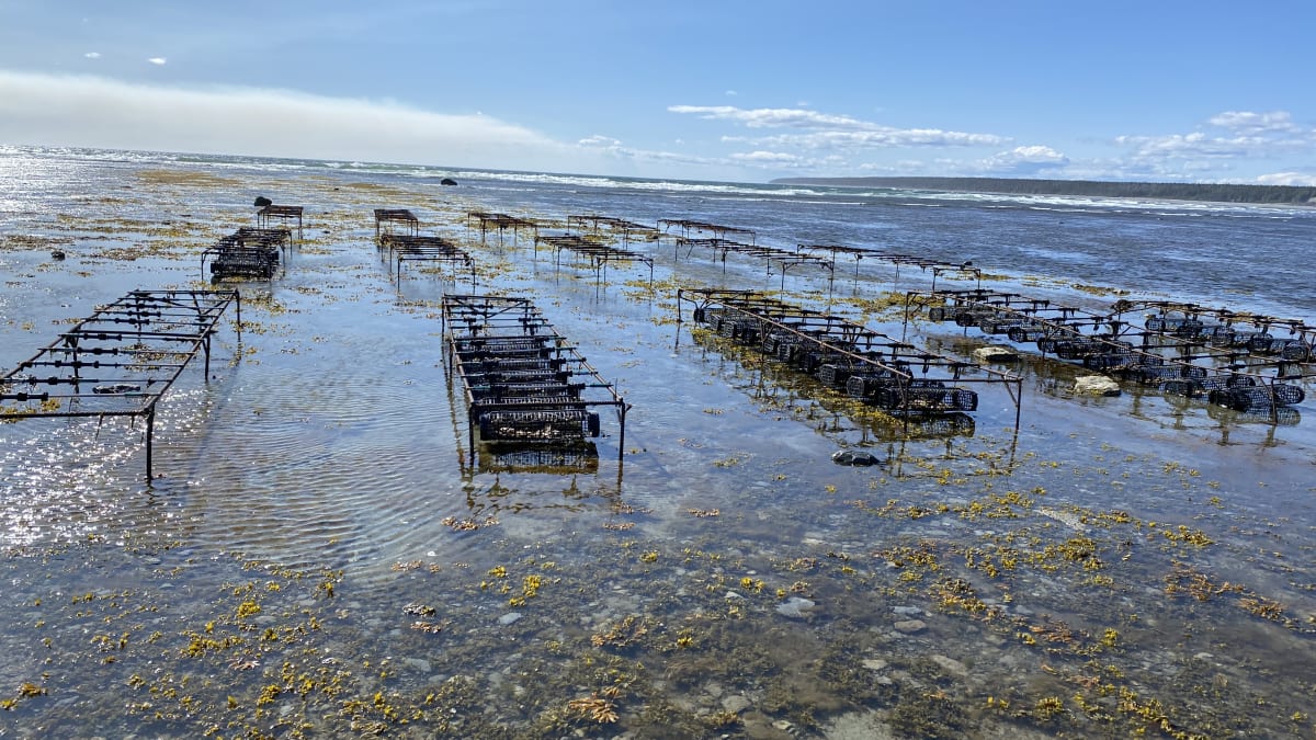 The Ferme Manowin oyster farm.