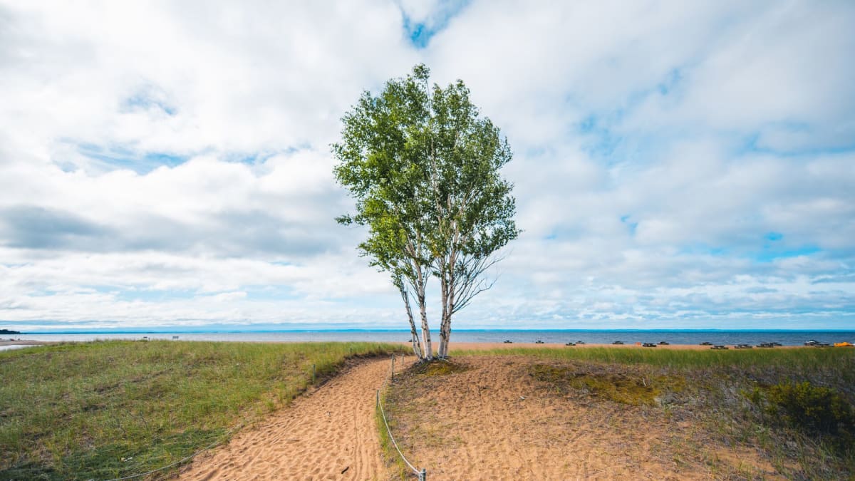 Tree by the lake at the parc national de la Pointe-Taillon.