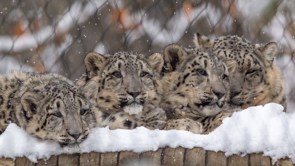 Four snow leopards in winter at the Granby Zoo.