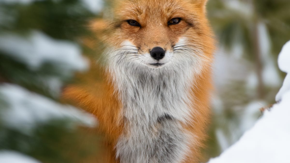 Red fox at the Ecomuseum Zoo