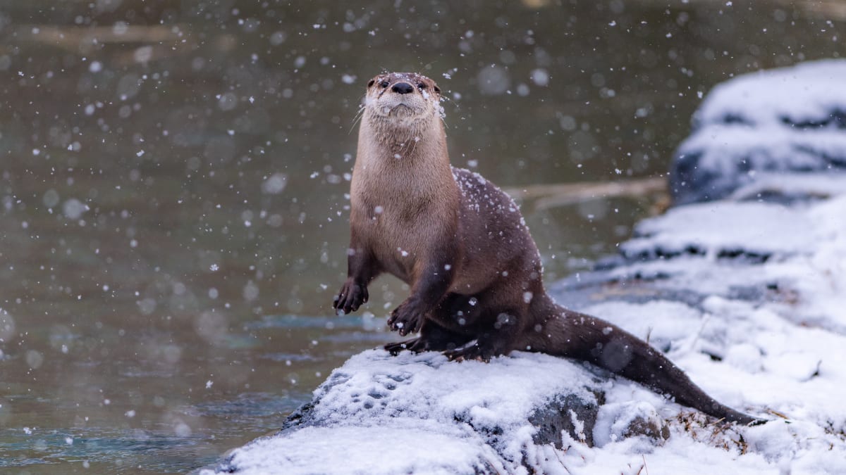 River otter at the Ecomuseum Zoo