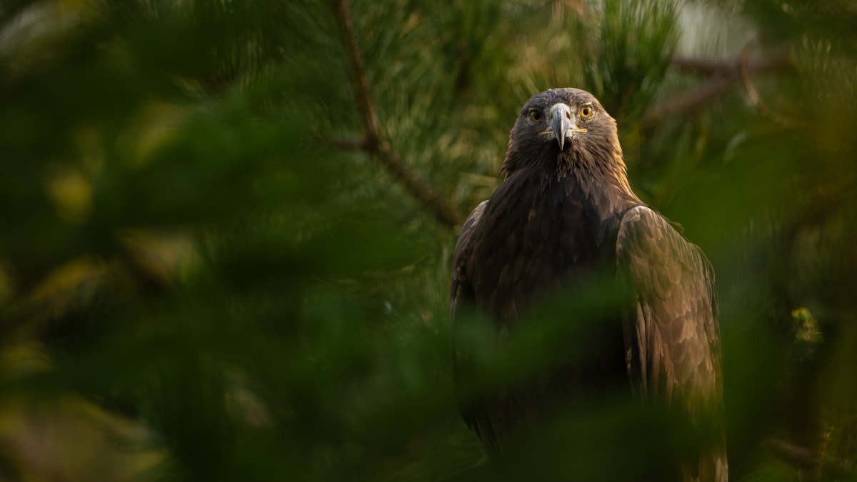 Un aigle royal.