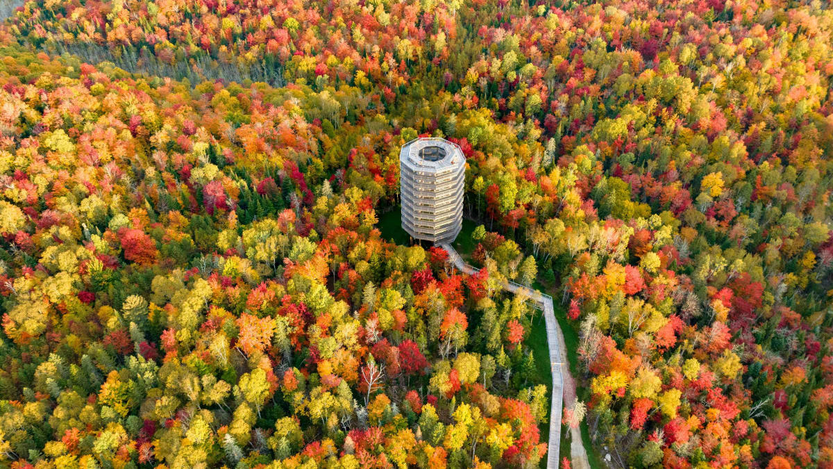 La tour panoramique du Sentier des cimes, entourée d'une forêt hautement colorée.