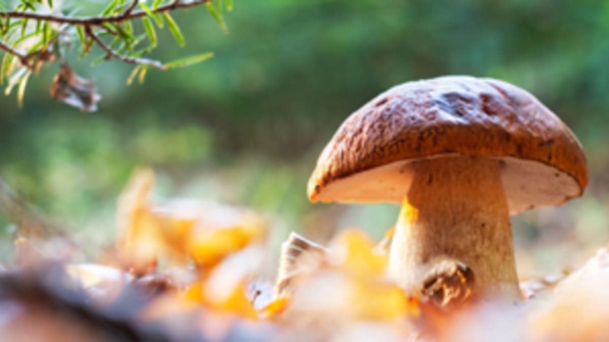Close-up of a mushroom in nature