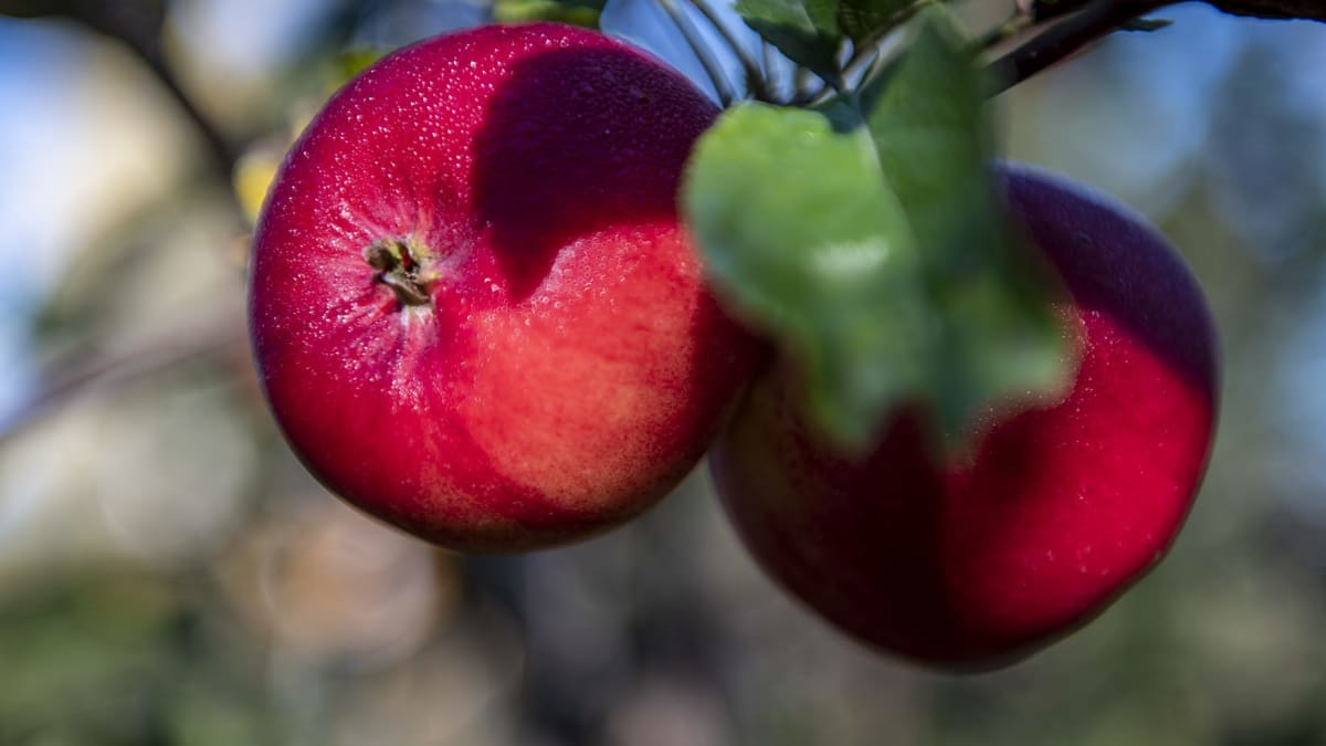 Pommes sur un arbre en Côte-Nord.