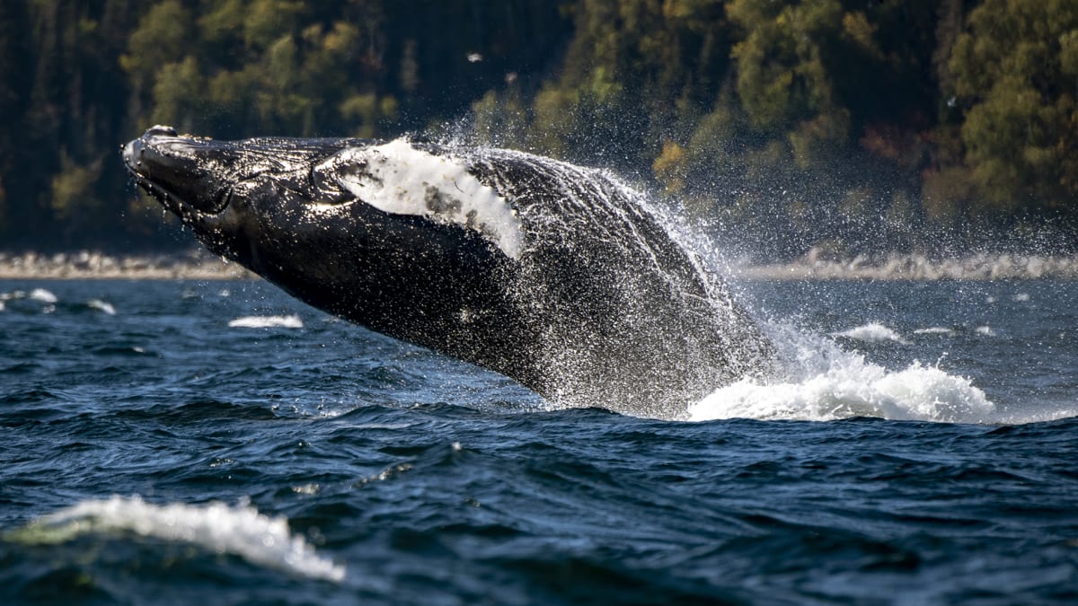 Whale emerging from the water