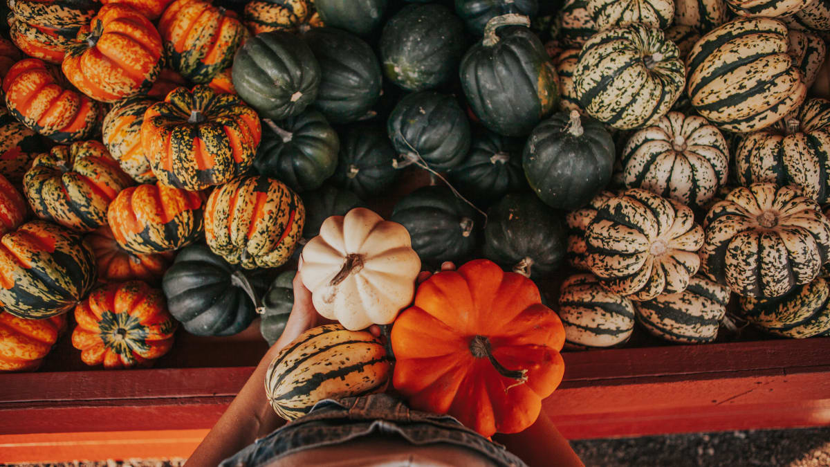 Basket of pumpkins at Courges et cie.