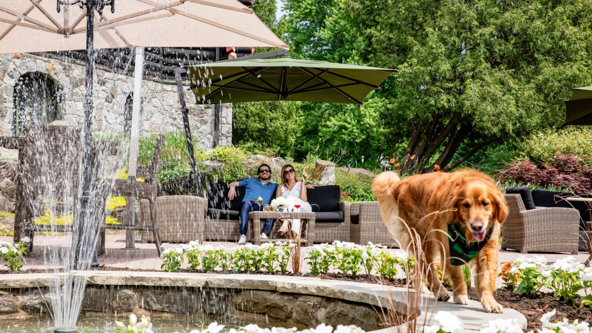 A dog walking next to a water fountain, with a couple watching it in the background.