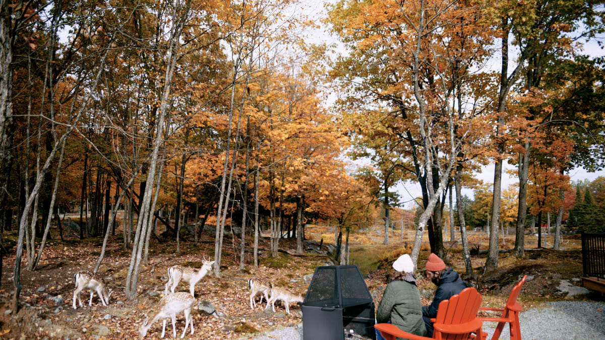 Campeuses au Parc Oméga à côté de chevreuils l'automne.