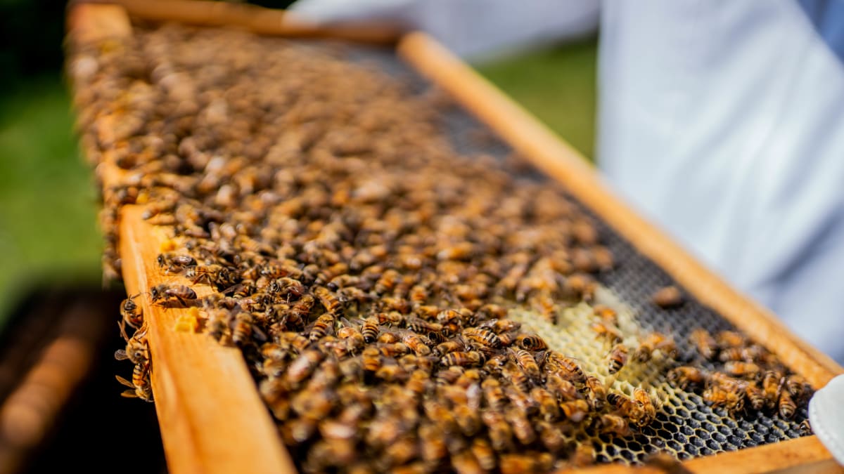 Miel Pur Délice : Beehive