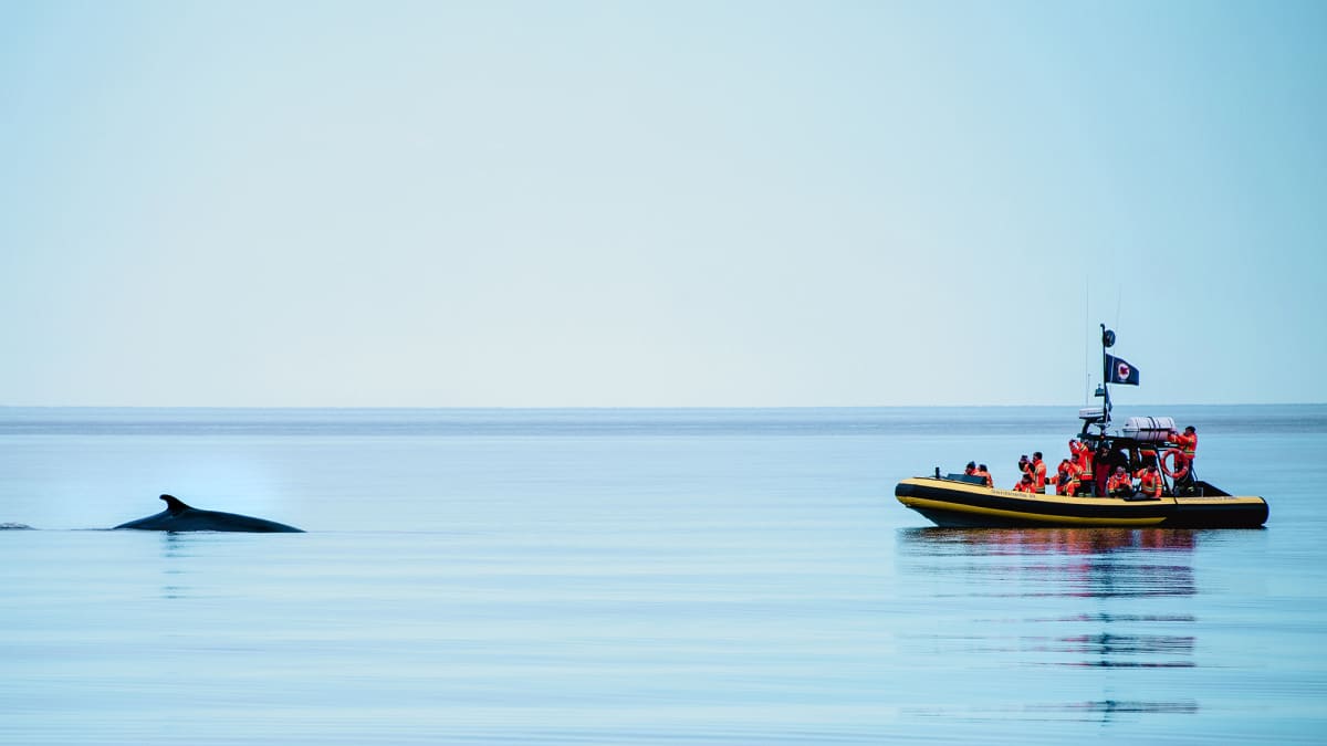 Zodiac on the water and whale fin.