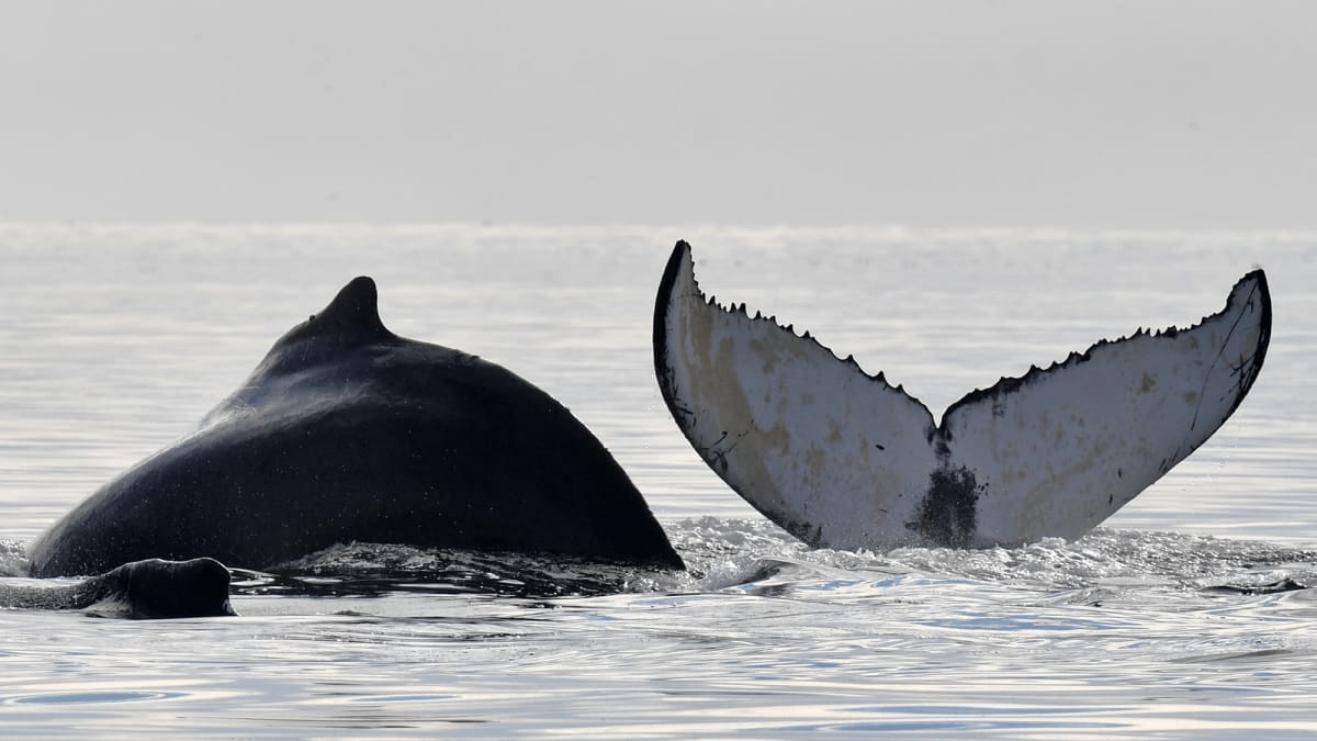 A whale breaking the surface.