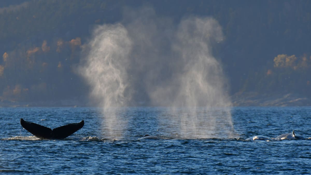 Whale tail coming out of the water and two visible breaths.