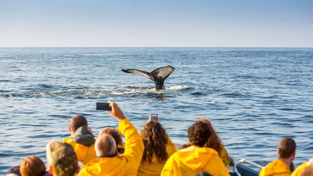 Observations des baleines