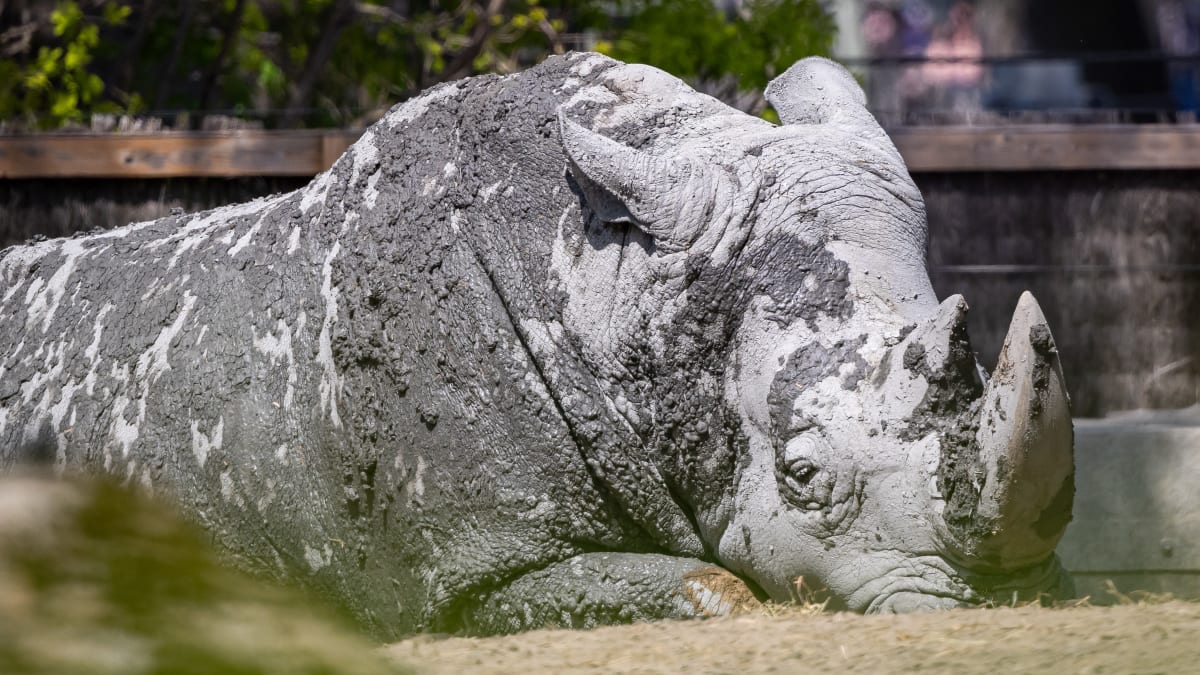 Rhinocéros - Zoo de Granby