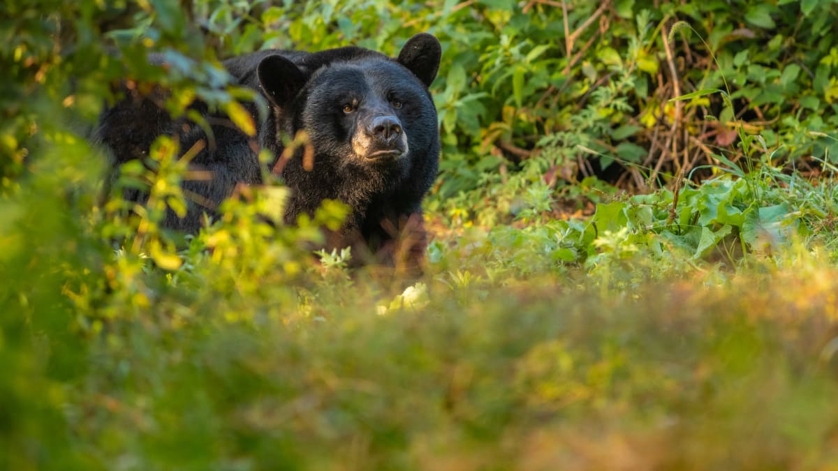 Ours noir au Zoo Ecomuseum.
