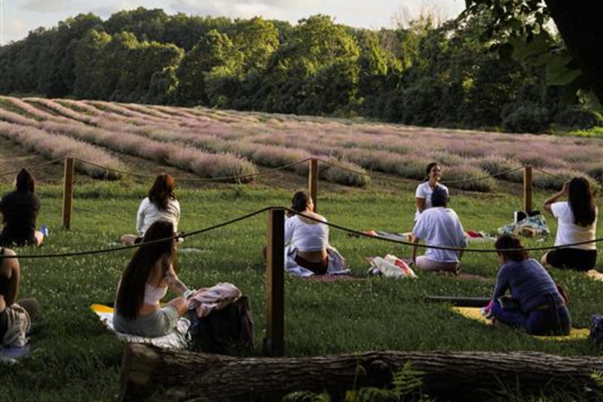 Yoga in the lavender fields - Maison Lavande