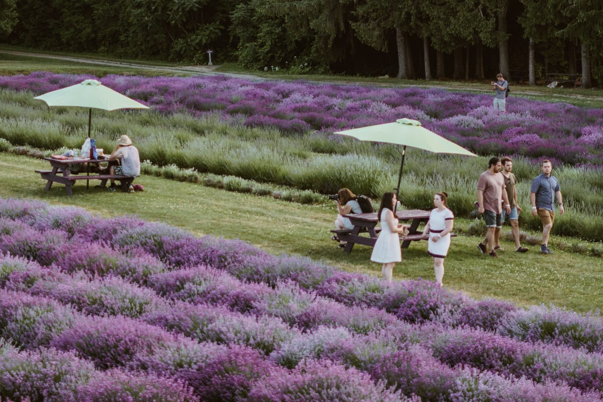 la_maison_lavande_culture_et_parfumerie_13