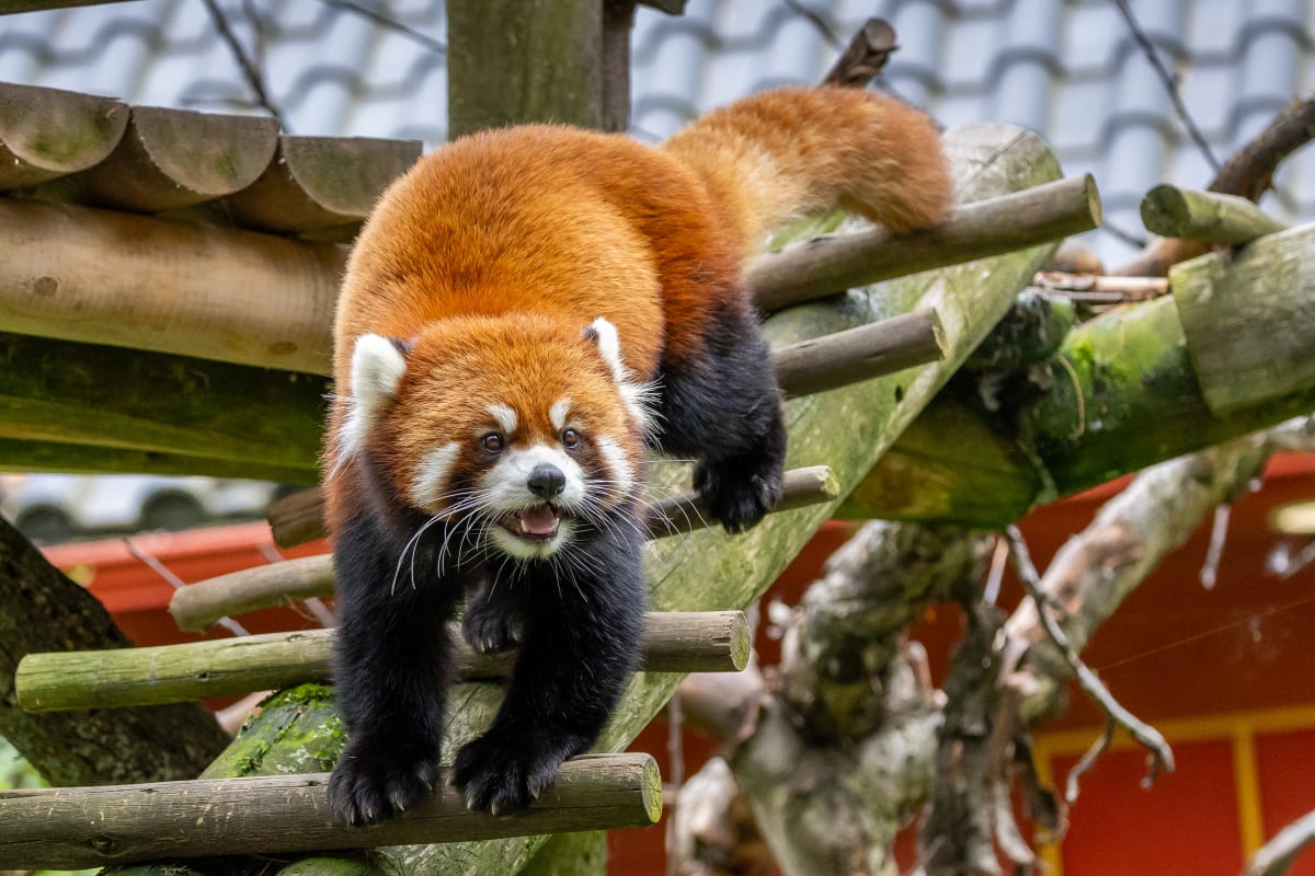 Animal Park - Zoo de Granby
