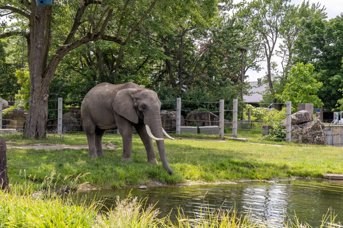 Elephant - Zoo de Granby
