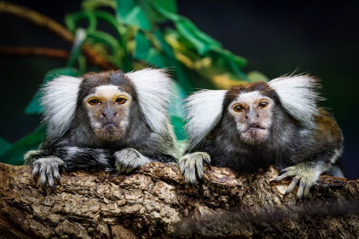 Animal Park - Zoo de Granby