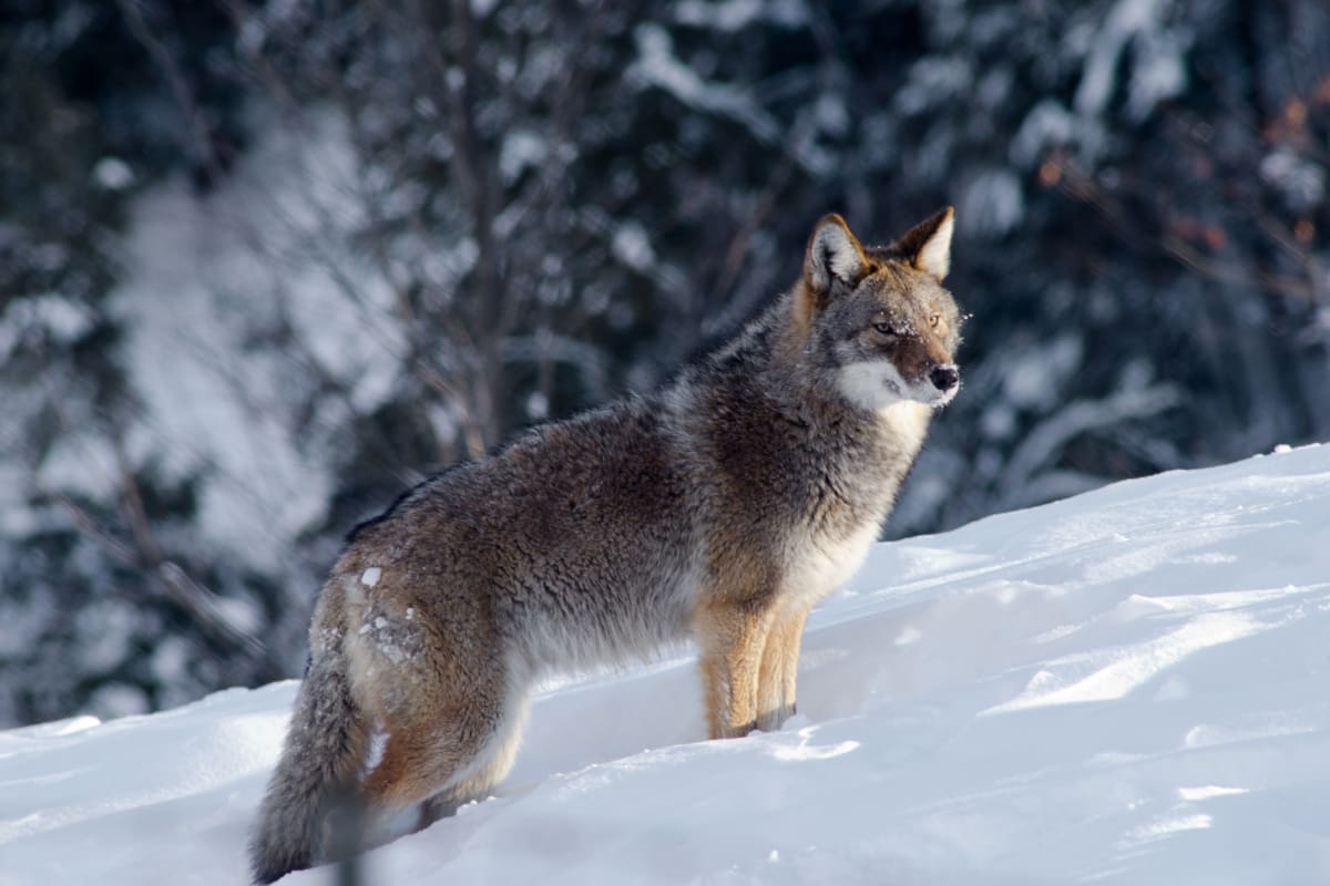 Loup au Parc Oméga.