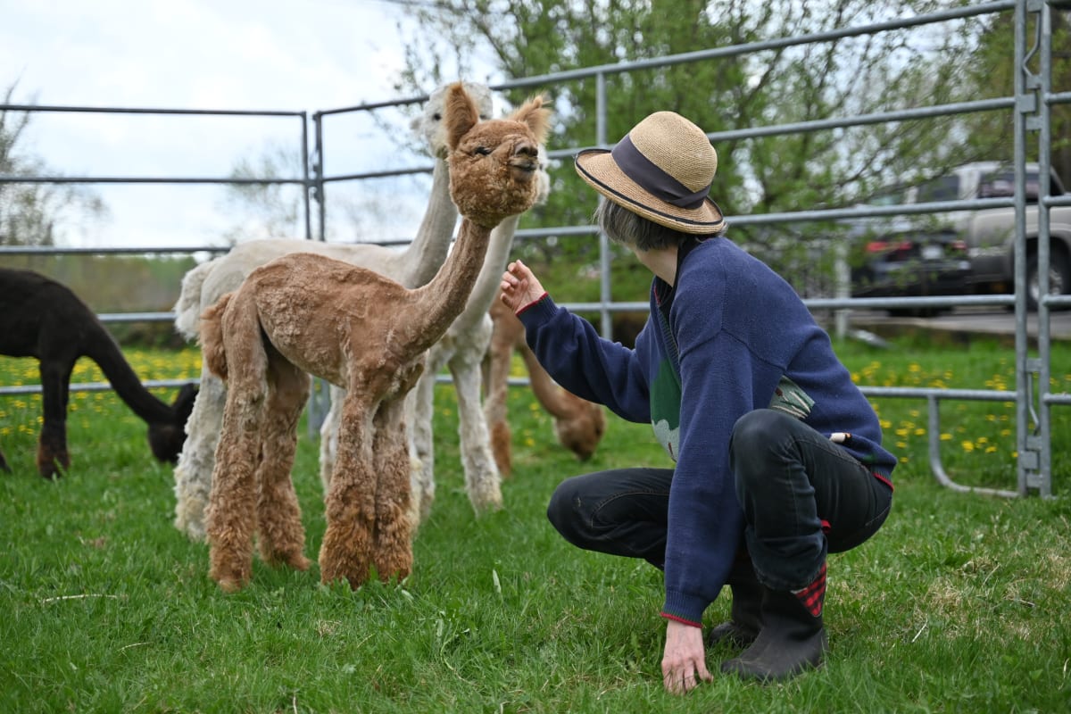 Woman stroking an alpaca.