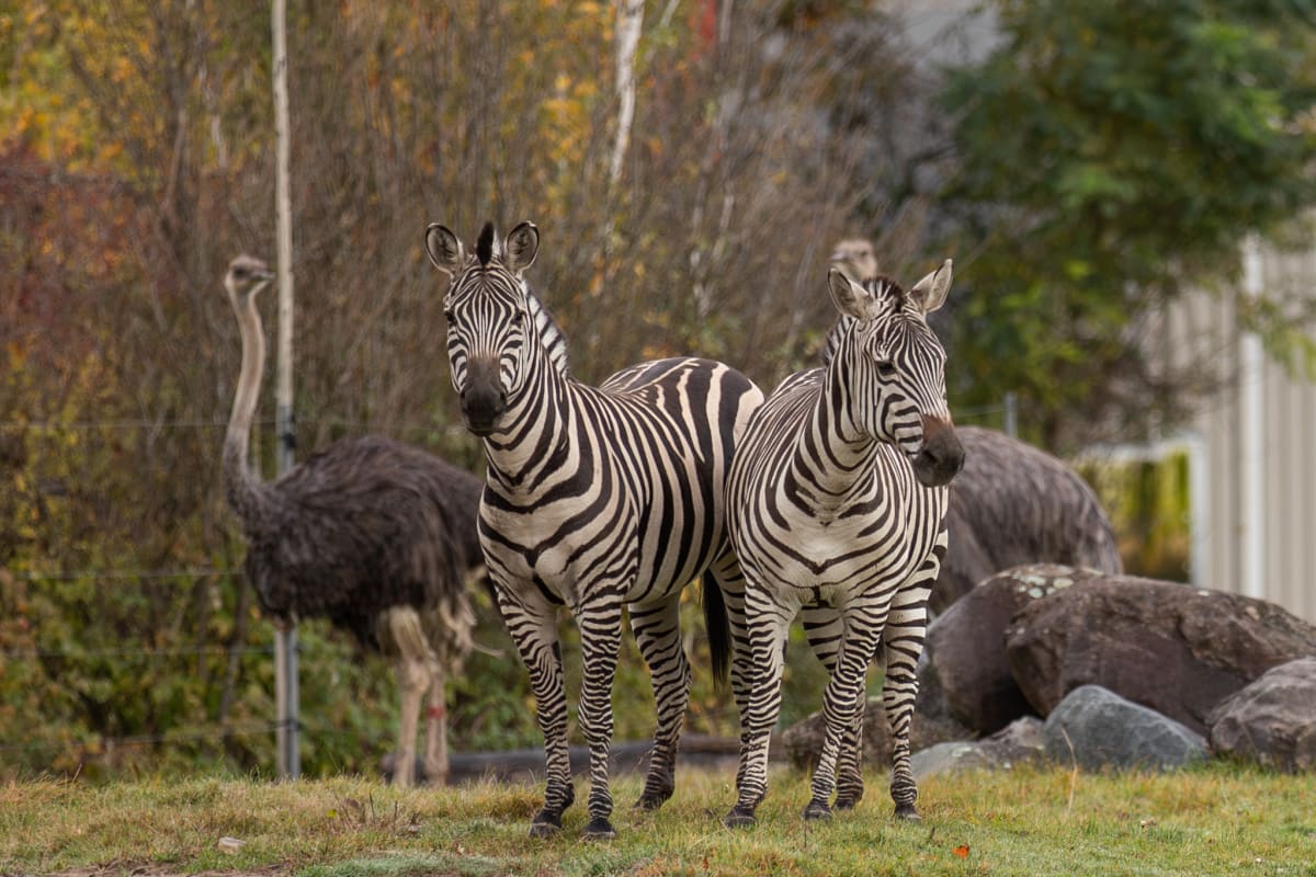 Zèbres et autruche au Parc Safari.