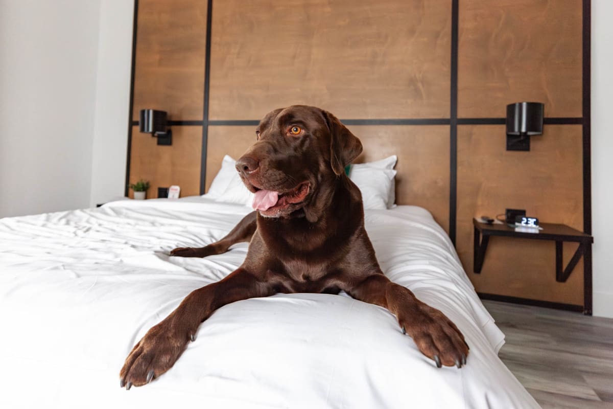 Chien brun dans un lit d'hôtel.