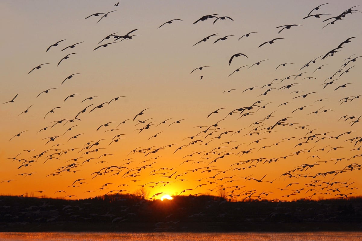 Living together: 25 years of sharing at Lake Saint-Pierre