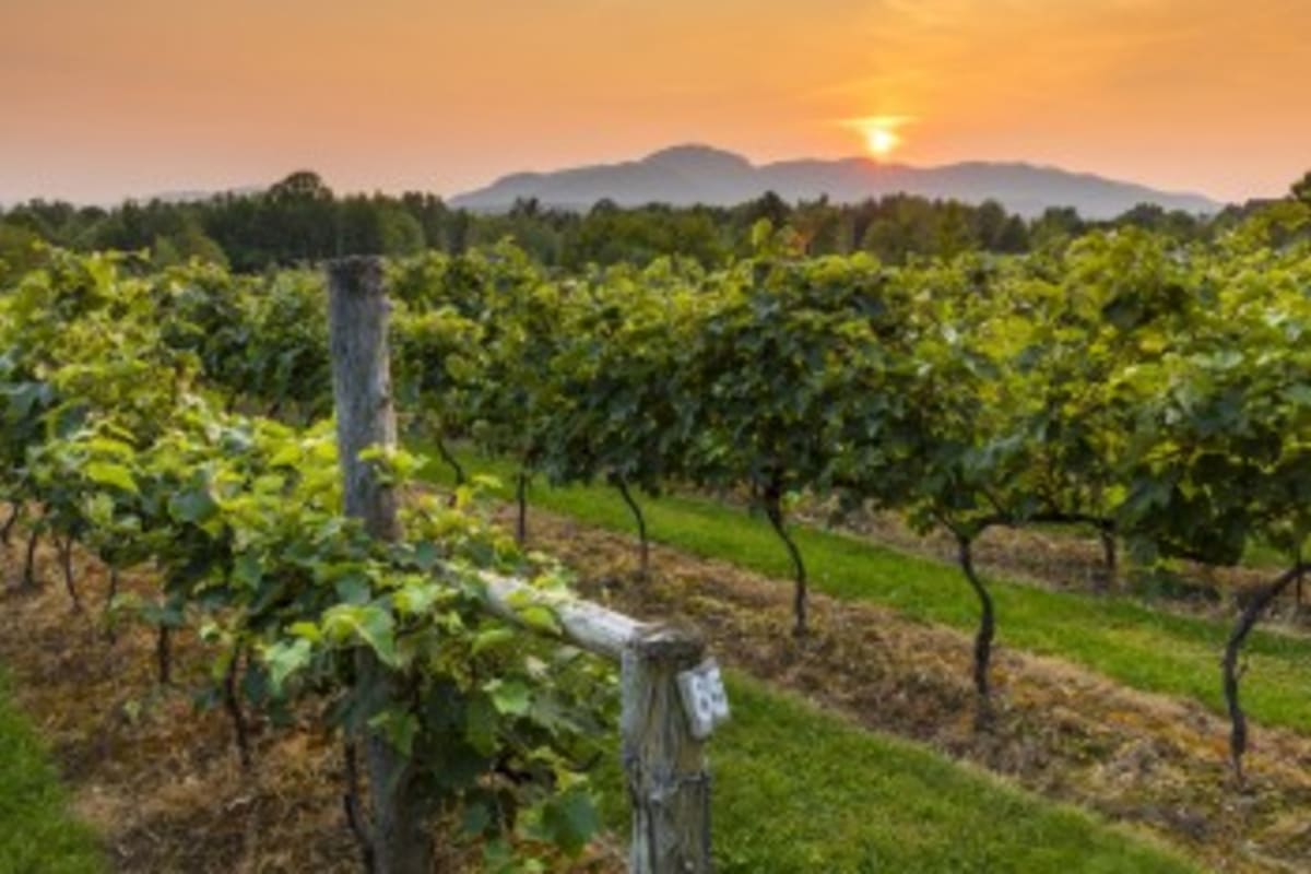 Vineyard on the Brome-Missisquoi Wine Route.